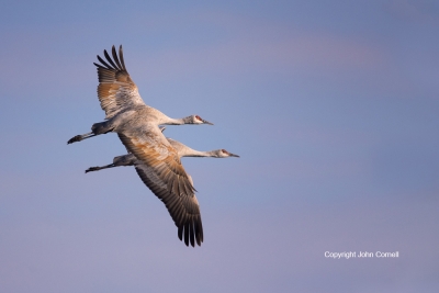 Crane;Flying-Bird;Grus-canadensis;Merced-National-Wildlife-Refuge;Photography;Sa